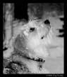 xmas_dog.jpg