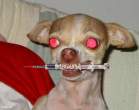 Satan Dog.jpg