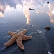 starfish 2.jpg