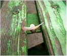 Snail gymnast [extra] 06.jpg