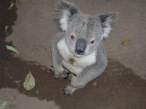Koala.jpg