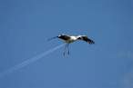 Smoke trail.jpg