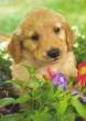 Golden Retriever Puppy.jpg
