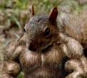 Muscles.jpg