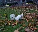 Squirrel.jpg