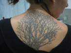 Tree.jpg