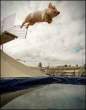 leapingpig.jpg