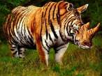 Biggest Kitty.jpeg