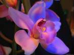 031009_orchid_wp1.jpg