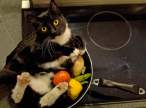 Cooking cat.jpg