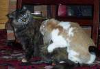 Fat rabbit and a cat.jpg