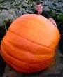 Amazing Pumpkin.jpg