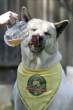 Good dog.jpg