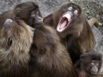 Wild monkeys.jpg