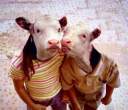 Cows.jpg