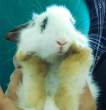 Cute rabbit.jpg