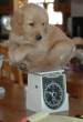 Weigh Too Cute.jpg