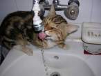 Thirsty.jpg