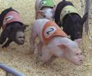 Pig race.jpg