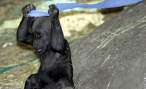 Monkey.jpg