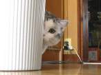 Hide.jpeg