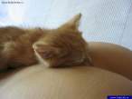 Kitten.jpg