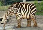 Zebrafant.jpeg