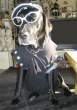 Black dog.jpeg