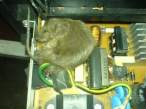 mouse_print_4.jpg