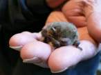 So small yet so ugly.jpg