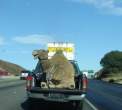 Camel.jpg