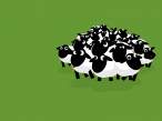sheep.jpg