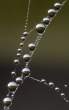 Dew.jpg