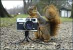 Squirrel Cam.jpg