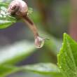 Snail.jpg