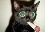 Smoking Cat.jpg