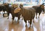 Sheep.jpg