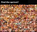 Find_the_Apricot.jpg