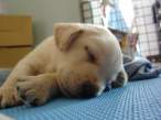puppy1.jpg