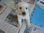 puppy9.jpg