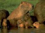 Beaver bunch.jpg