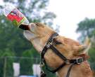 Camelcola.jpg
