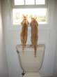 Window cats.jpg