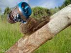 Snail.jpg