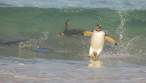 Manic surfer.jpg
