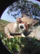 2827330-Chihuahua2.jpg