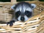 2847266-BasketBaby.jpg