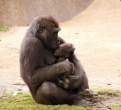 Gorilla & baby sm.jpeg