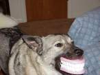 Teeth.jpg