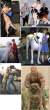 Fricking Huge Dogs.jpg